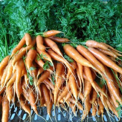 Carottes fraîches