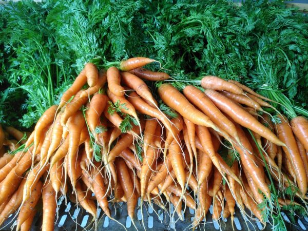 Carottes fraîches