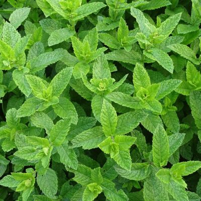 Menthe verte