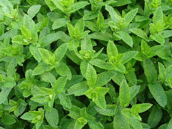 Menthe verte