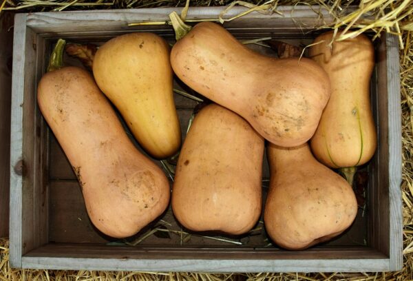 Courge butternut