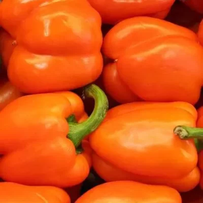 Poivron orange Ariane
