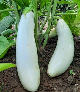 Aubergine Dourga