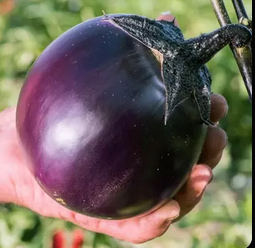 Aubergine Ronde de Valence