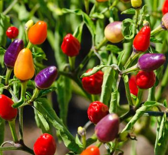 Piment Cinq couleurs