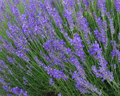 Plant de lavande vraie