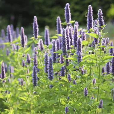 Agastache