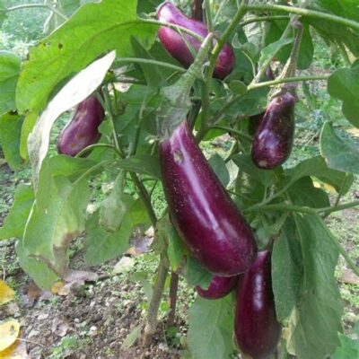 Aubergine de Toulouse