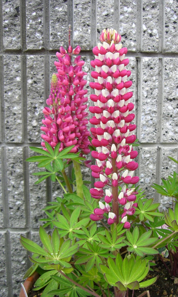 Lupin de Russel