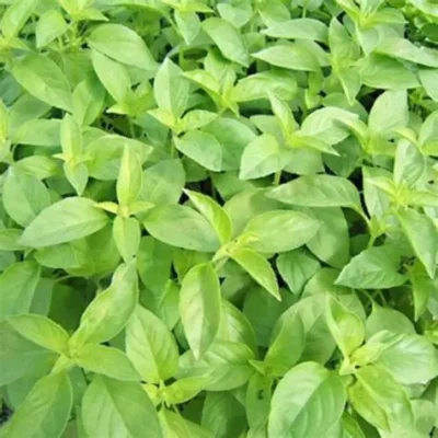 Basilic citronnelle