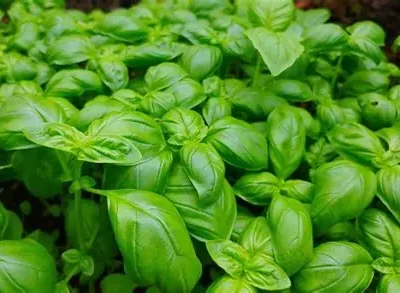 Basilic grand vert