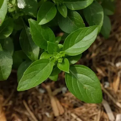Basilic Marseillais