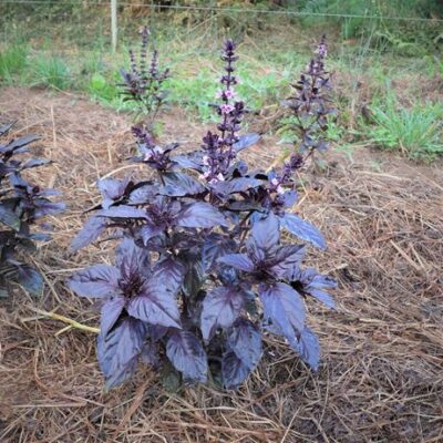 Basilic pourpre