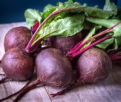 10 plants de Betterave rouge