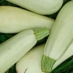 Courgette blanche de virginie
