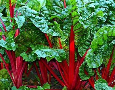 Blette rouge
