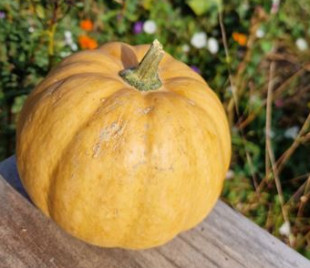 Courge Carat (petite muscade)