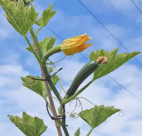 Courgette grimpante Ola Escaladora