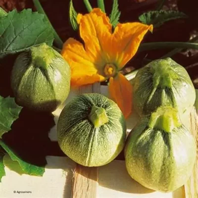 Courgette ronde de nice