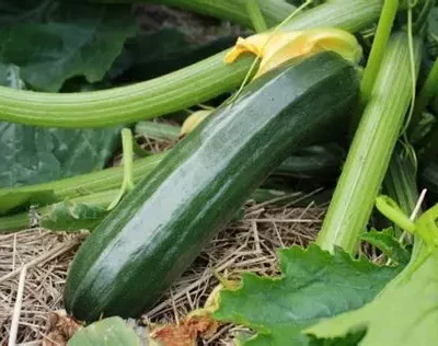 Courgette verte de Milan