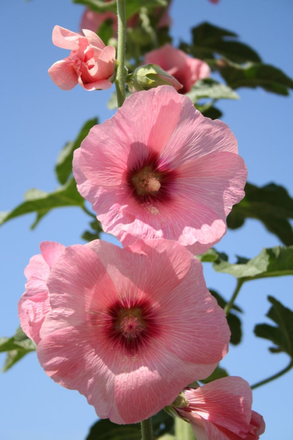 Rose tremière