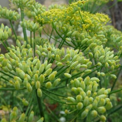 Fenouil aromatique