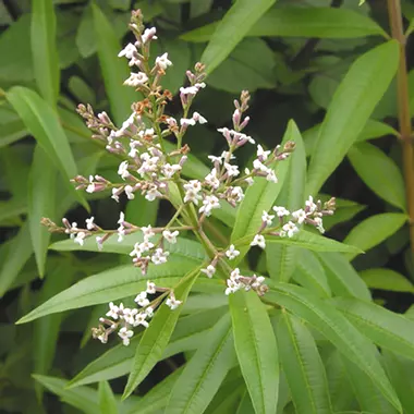 Verveine odorante