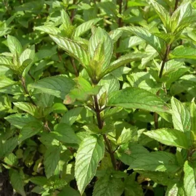 Menthe poivrée
