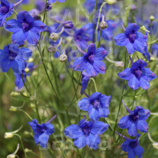Delphinium