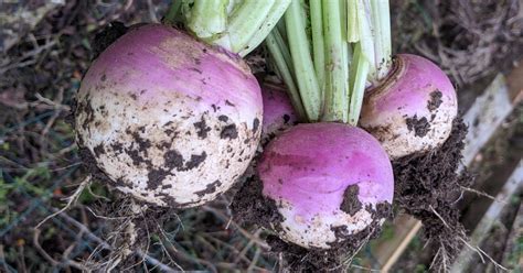 Navet rose 1kg
