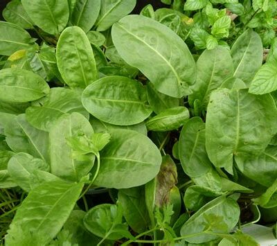 Oseille vrac (400g)