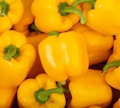 Poivron jaune Asti Giallo