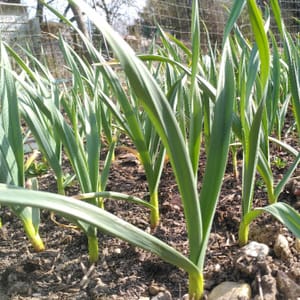 Ail frais - botte d'aillets