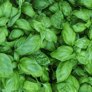 Basilic frais pour faire son pesto