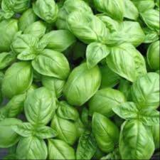 Basilic frais pour faire son pesto