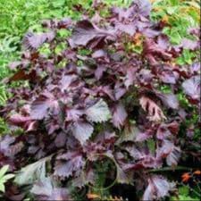 Bouquet aromate "Shiso pourpre";"IYV-1