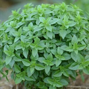 Bouquet aromate basilic - "Grec";"ZDQ-1