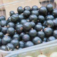 Cassis