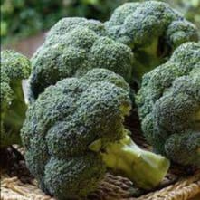 Chou brocoli