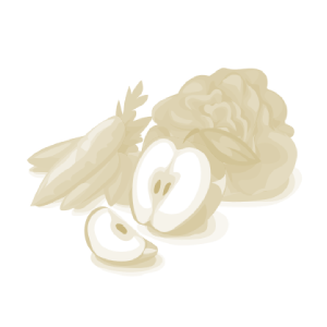 Chou pommé lisse blanc