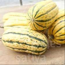 Courge "Bush delicata";"JFW-1