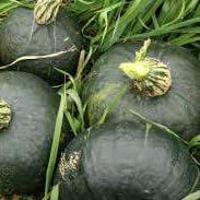 Courge "Buttercup";"IYJ-1