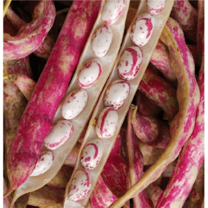 Haricot Borlotti