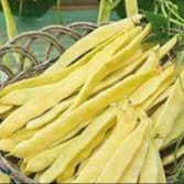 Haricot mangetout type "Romano";"WCZ-1