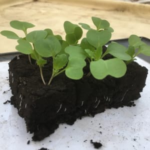 Lot de 10 plants d’oignons