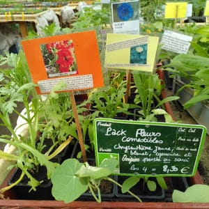 Pack 3 fleurs comestibles