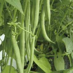 Haricot vert fin (nain)