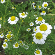 Camomille matricaire