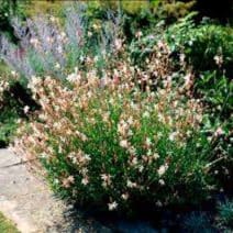 Plant de Gaura (vivace)