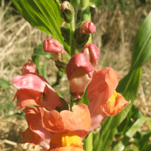 Plant de muflié varié